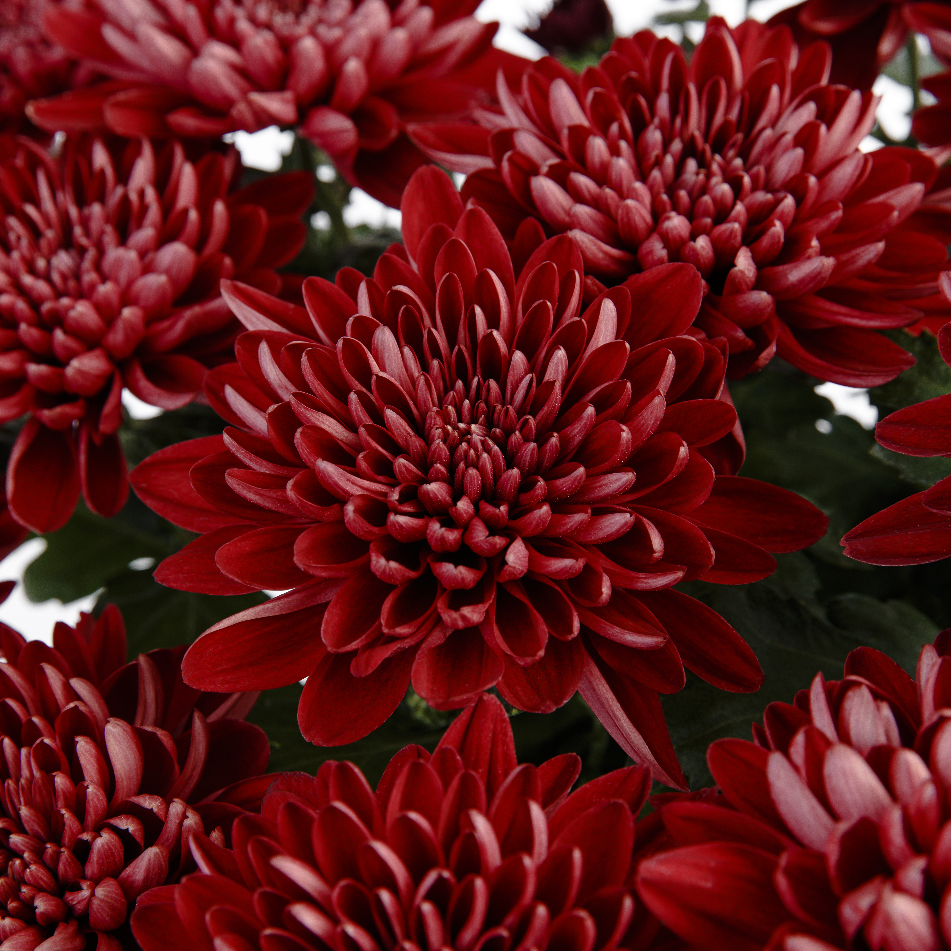 Delano™ Red | Flowers