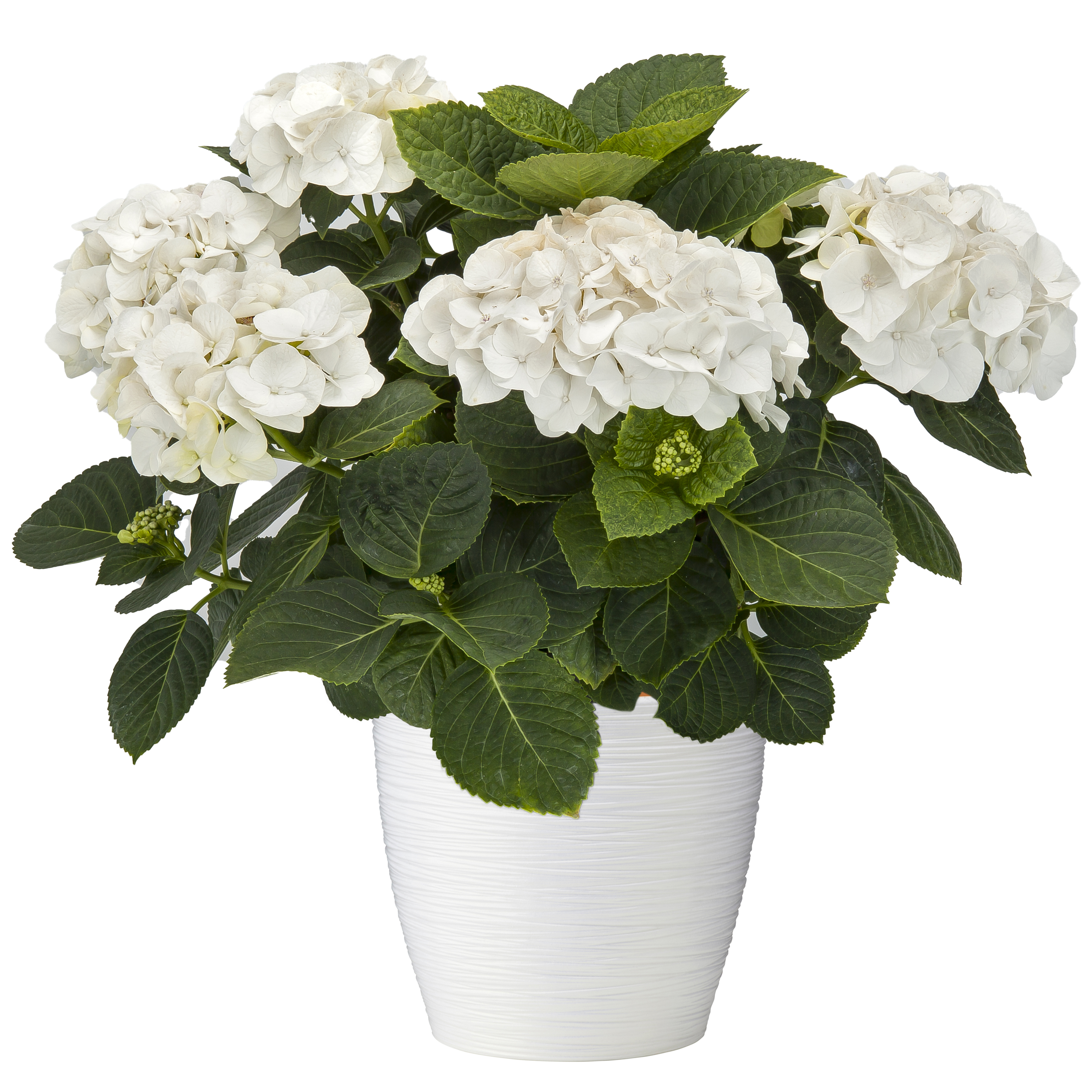 Image of White Robe Hydrangea in a Pot