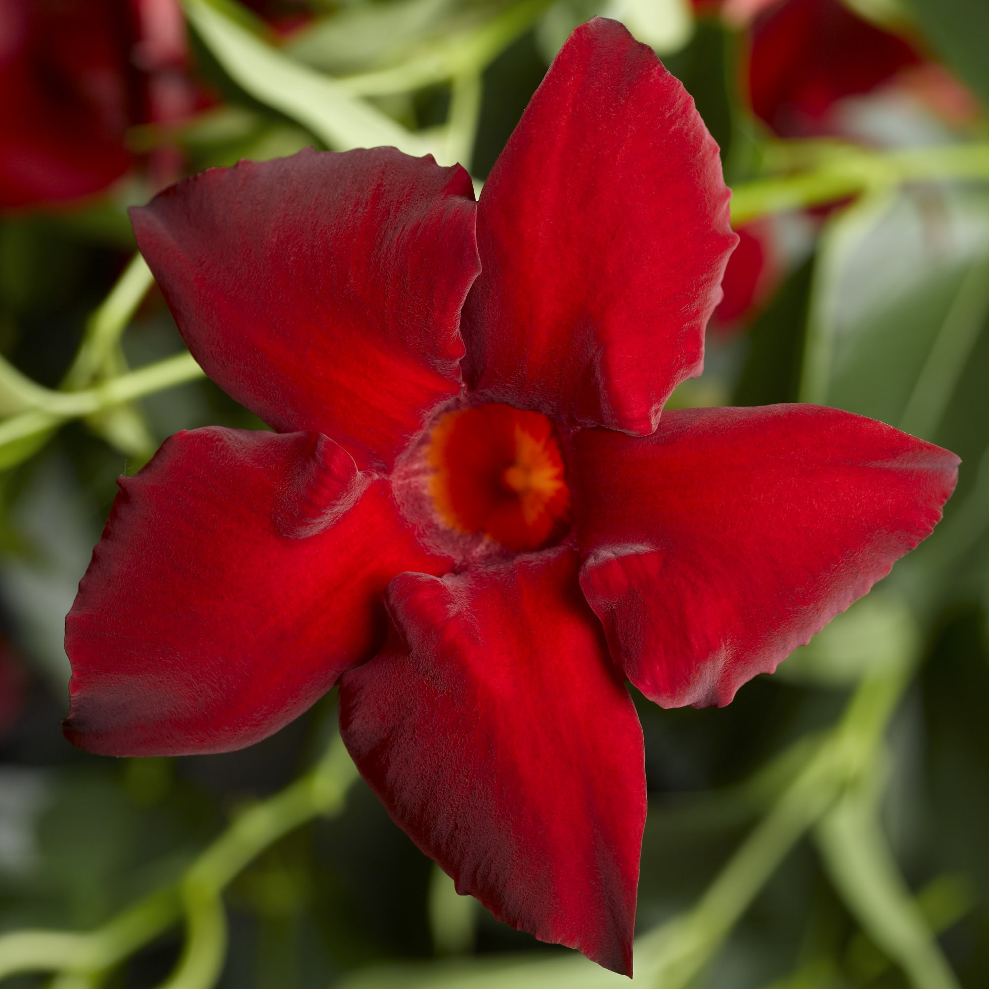 Madinia Maximo Red Syngenta Flowers