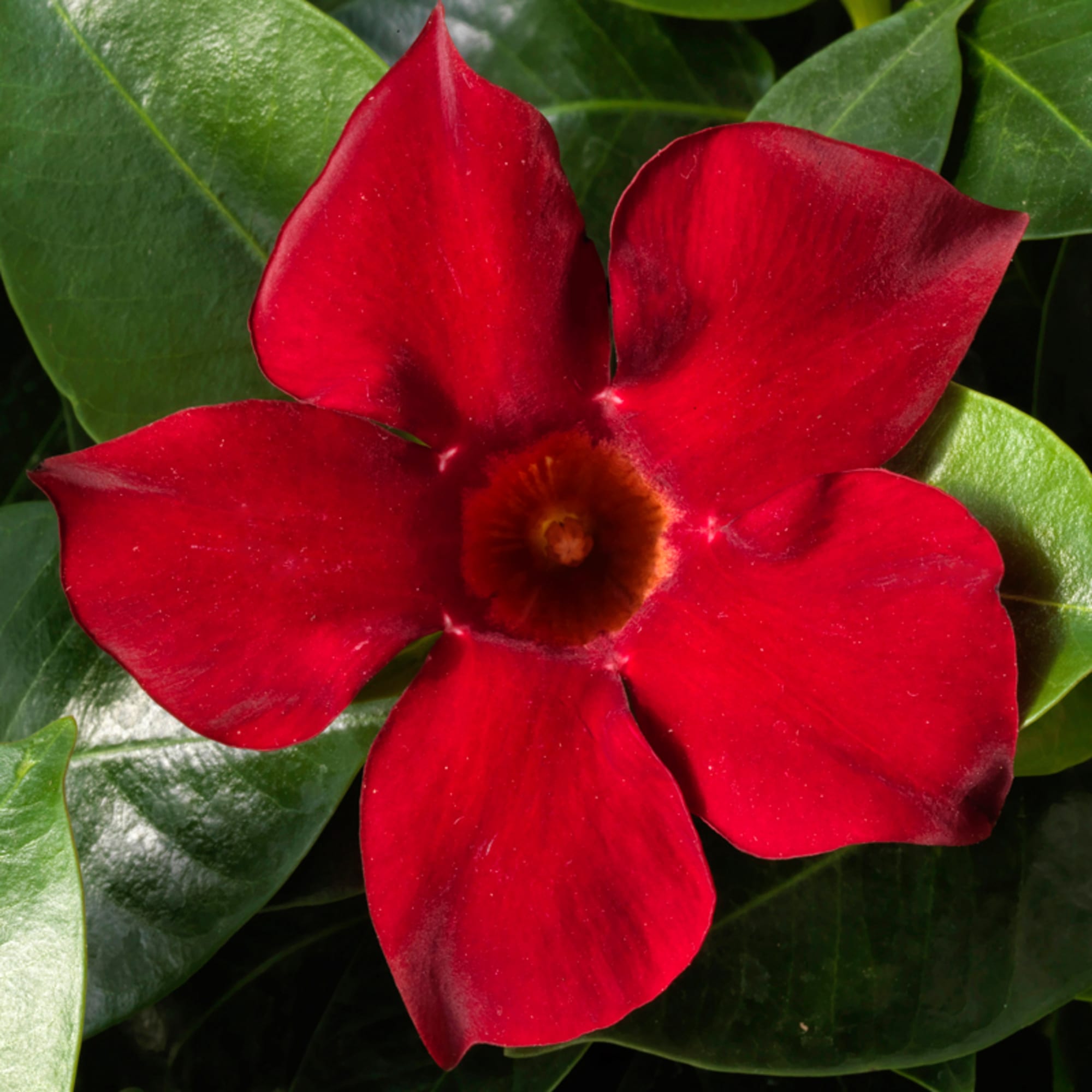 Madinia Deep Red Syngenta Flowers