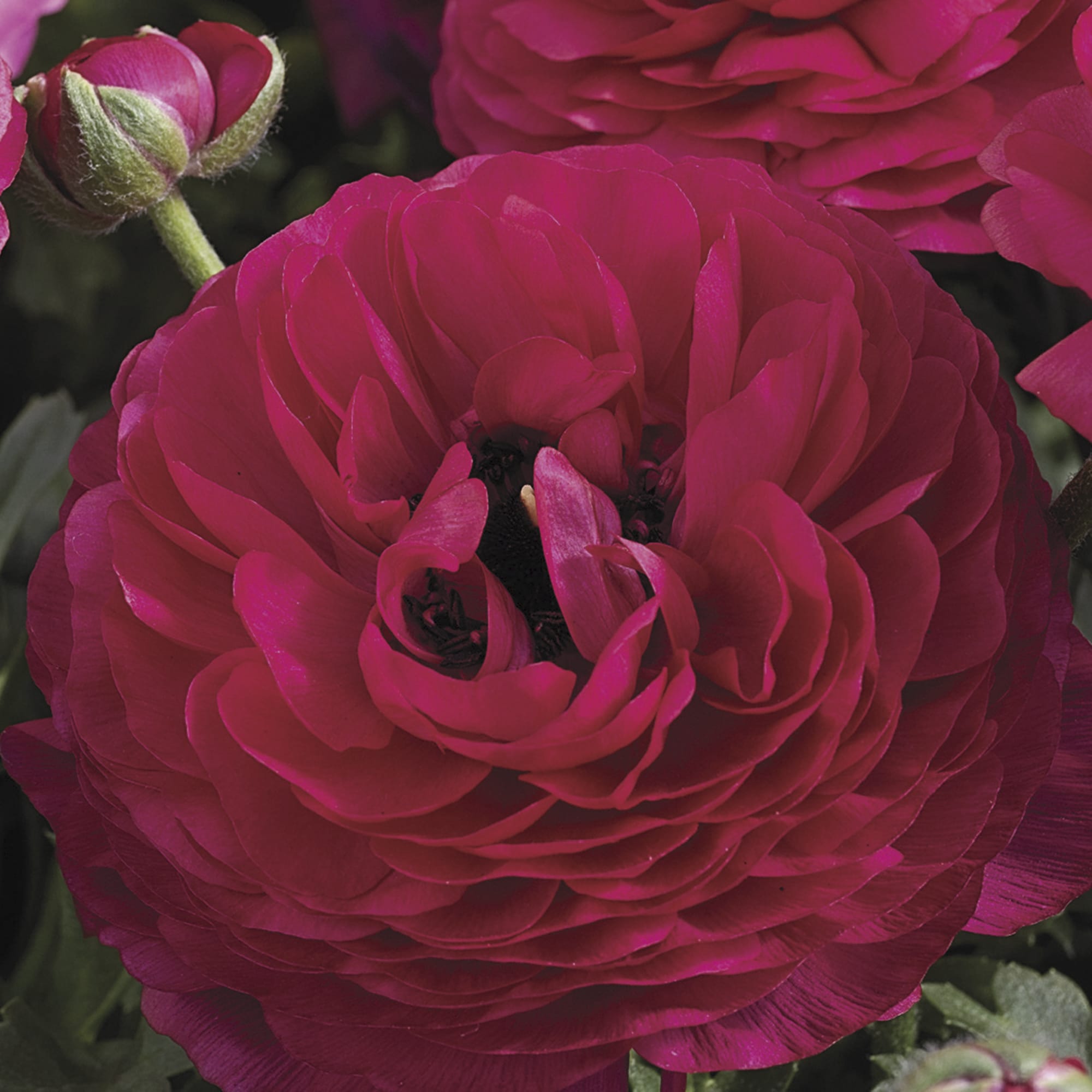 Maché™ Rose | Syngenta Flowers