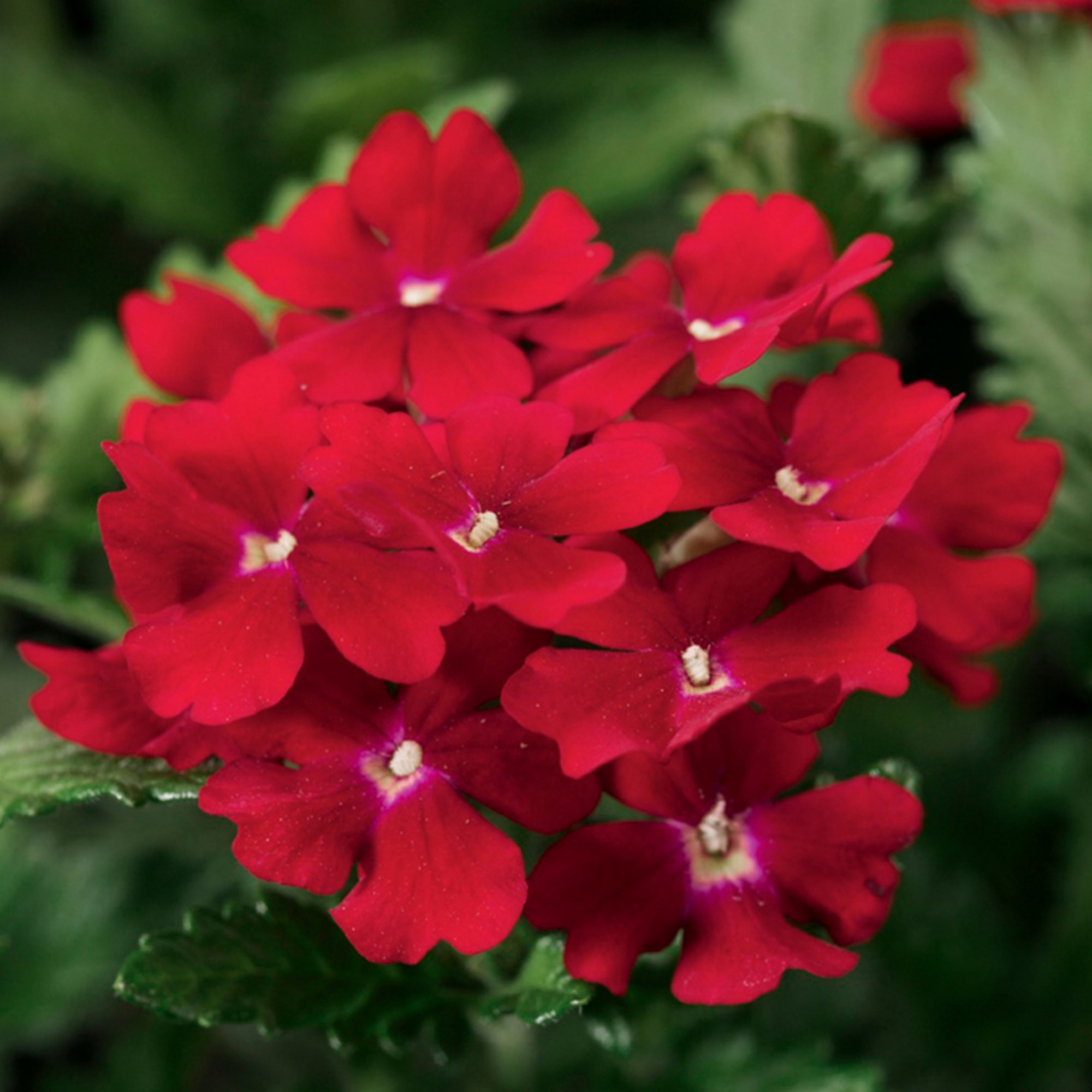 Obsession™ Red  Syngenta Flowers