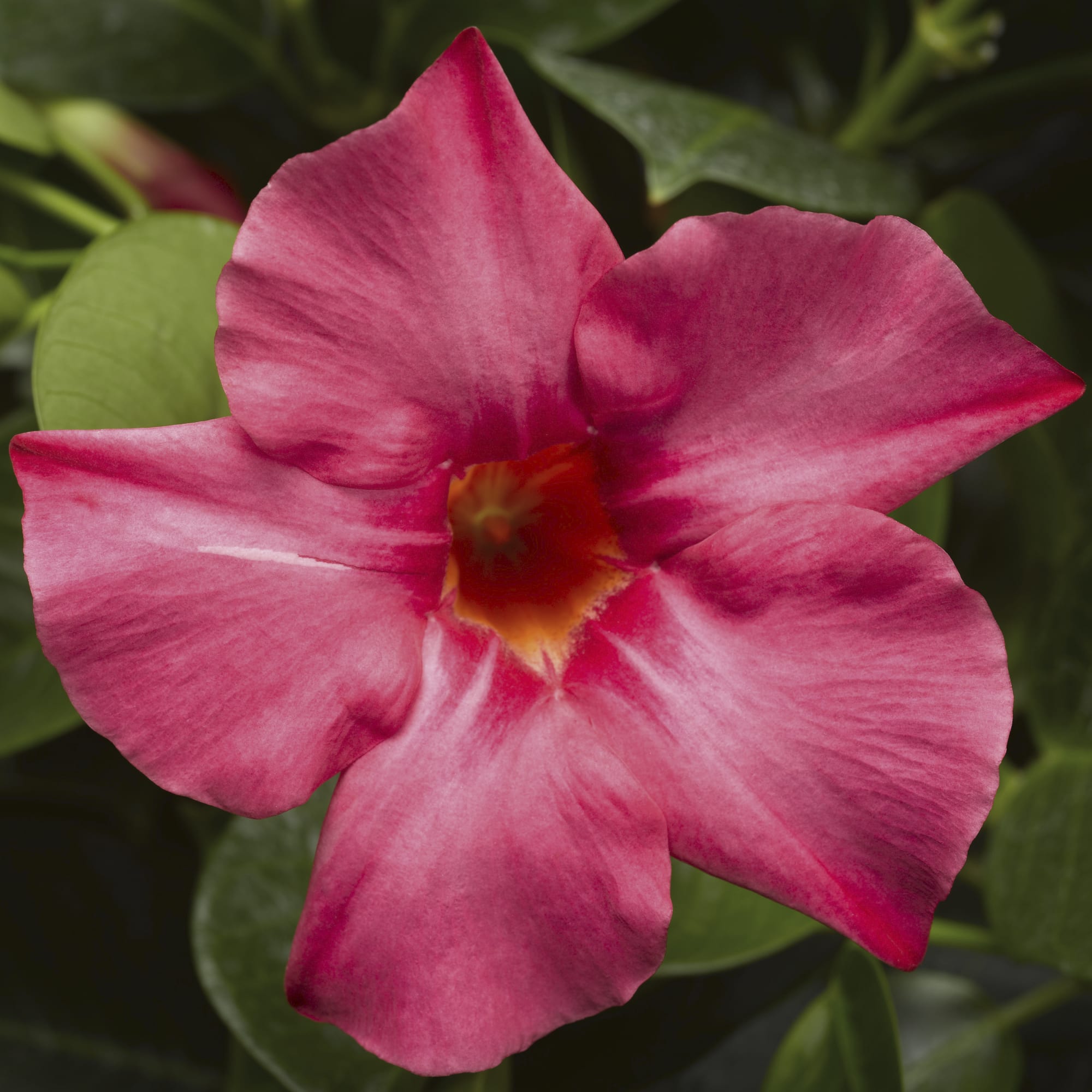 Madinia C Pink Syngenta Flowers