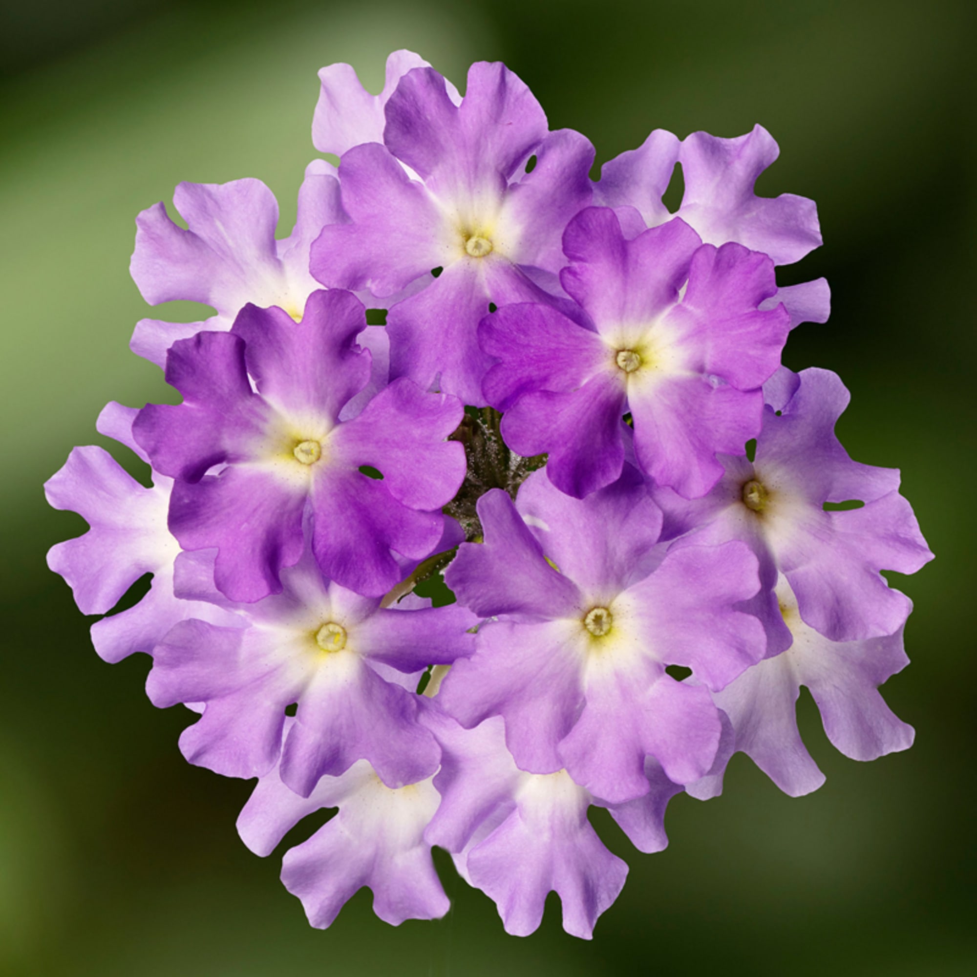 Purple Flowers Fade Set- Purple Heart, Blossom, Verbena - three 100g s