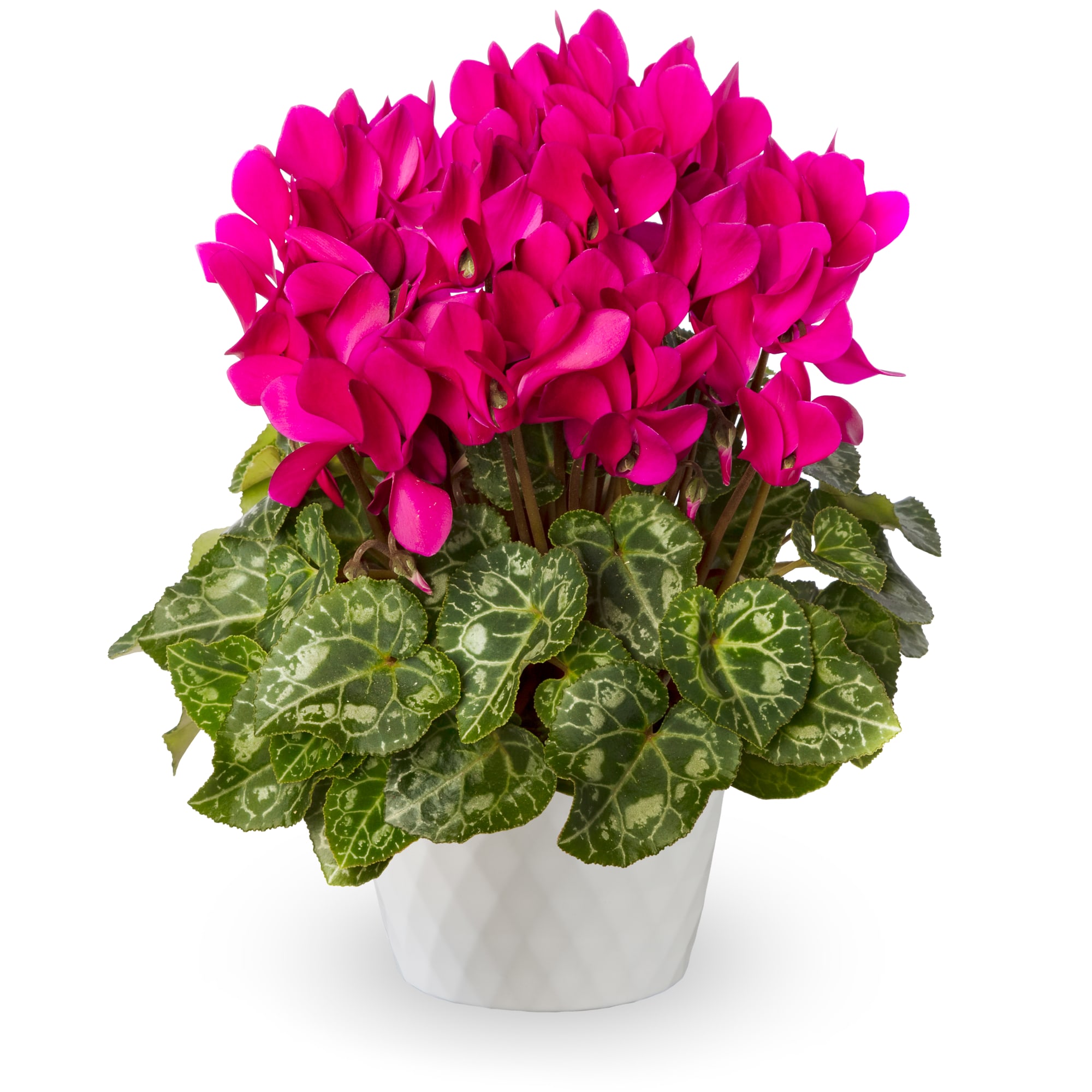 1pc Artificial Cyclamen Flower With 6 Branches And Foggy Effect