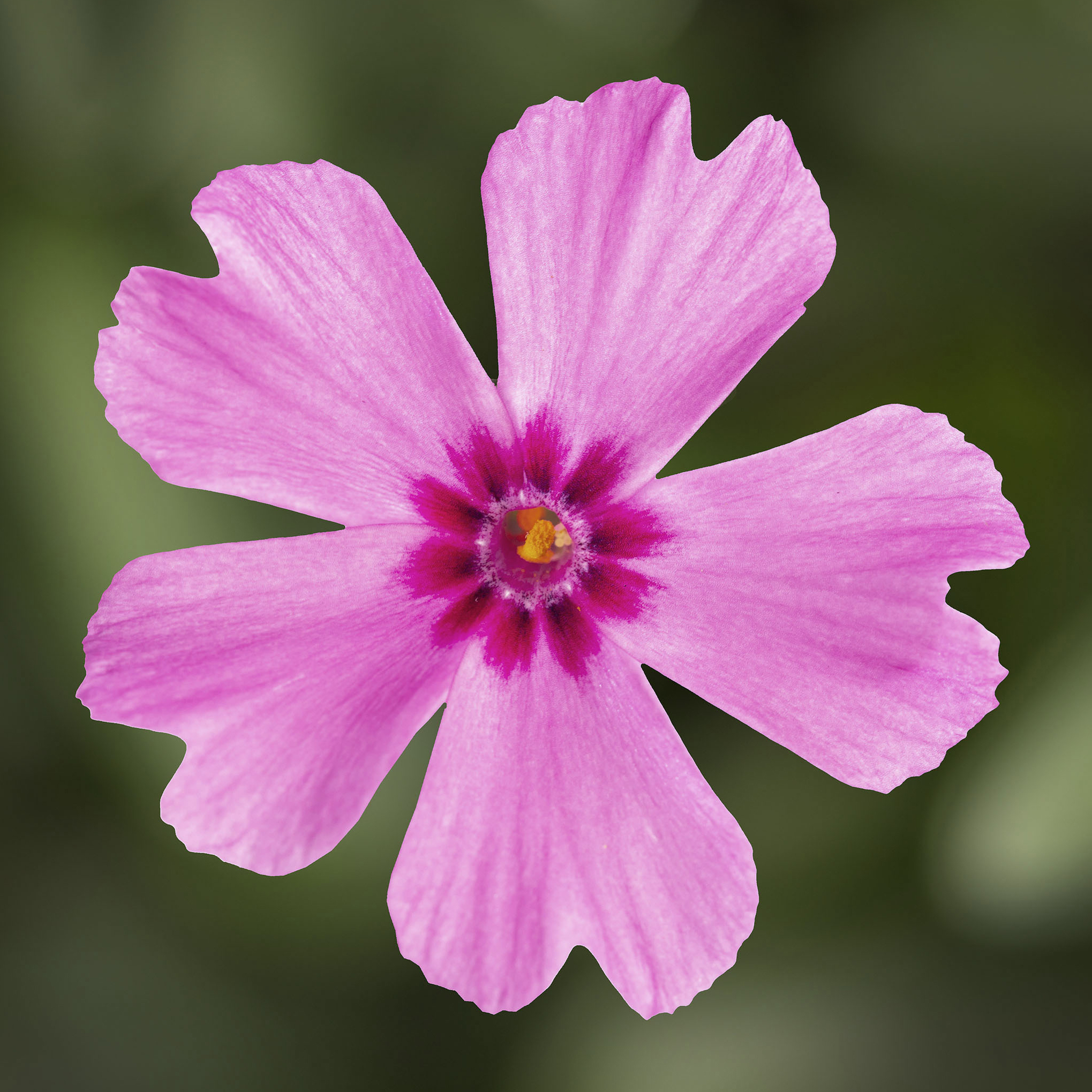 GoldiPhlox™ Light Pink | Syngenta Flowers