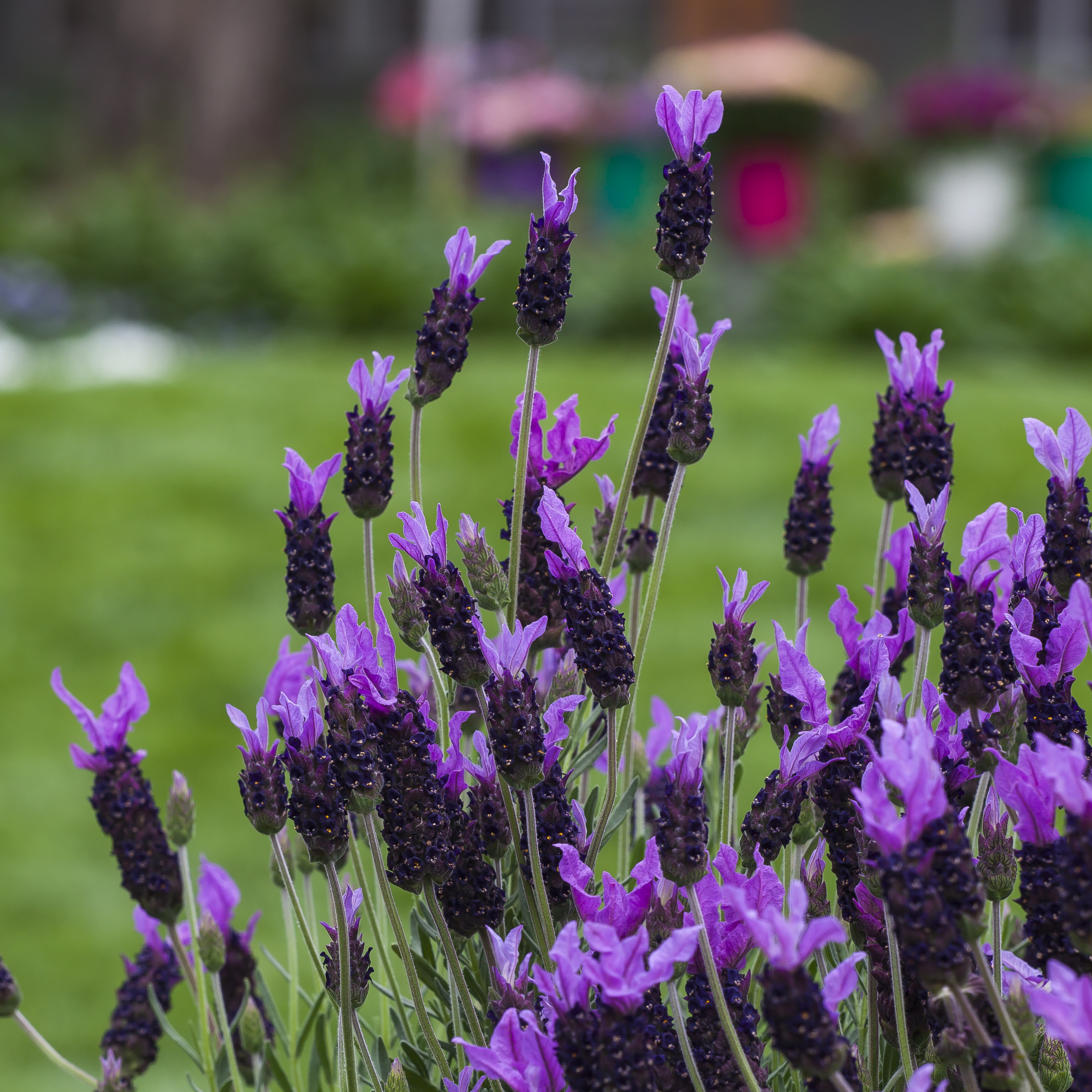 Violeta™ Purple XL | Syngenta Flowers