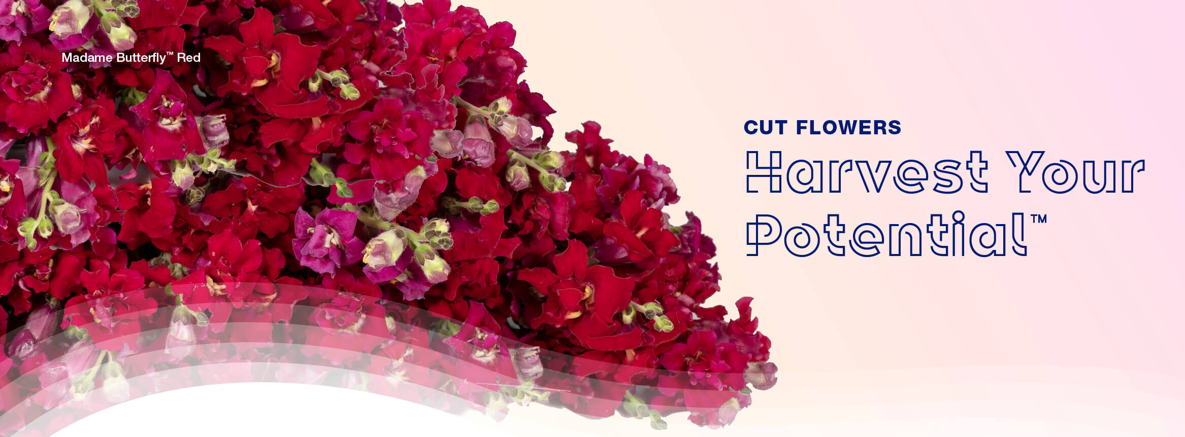Harvest Your Potential with Syngenta Flowers Cut Flowers