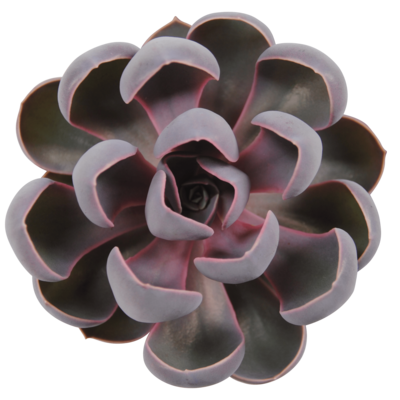 70118585-flower.png
