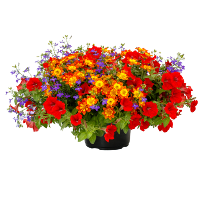 70126753-flower.png