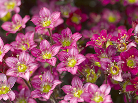 Saxifraga Alpino Early Neon Rose 