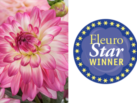 Dahlia Sincerity wins FleuroStar award