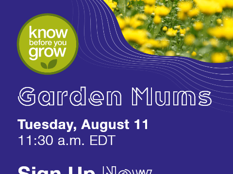 Garden Mums: Expert Tips for Finishing Best Quality Mums | August 11 at 11:30 am EDT