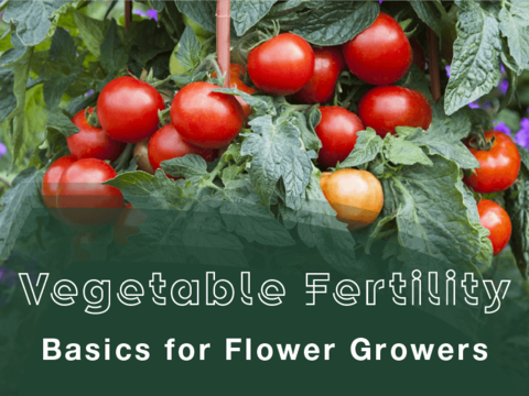 Vegetable Fertility Basics for Flower Growers