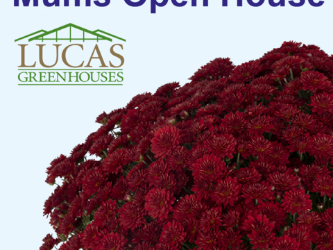 Lucas Mums Open House