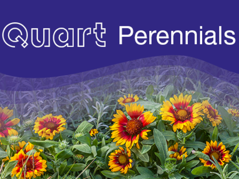 Quart Perennials