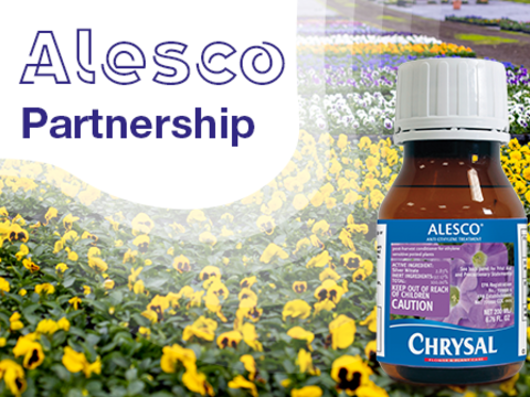 Chrysal and Syngenta Flowers Renew Alesco Partnership