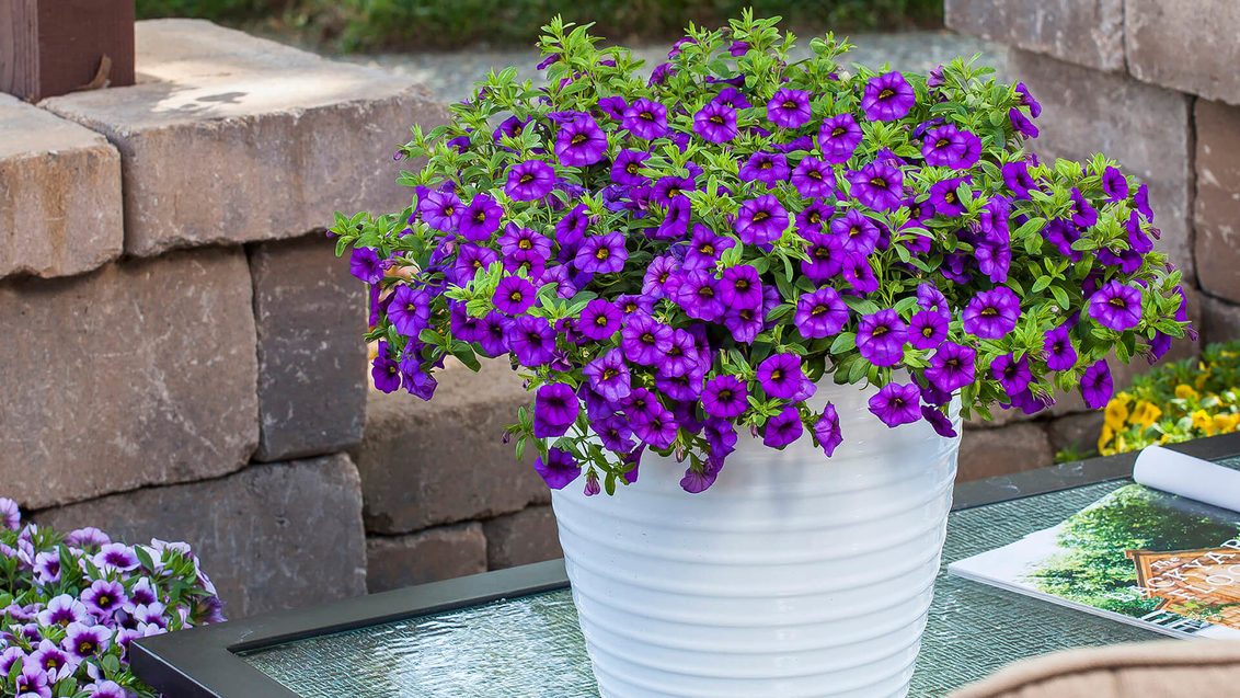 Calibrachoa Cabrio Amethyst in a white decorative container on top of an outdoor table.