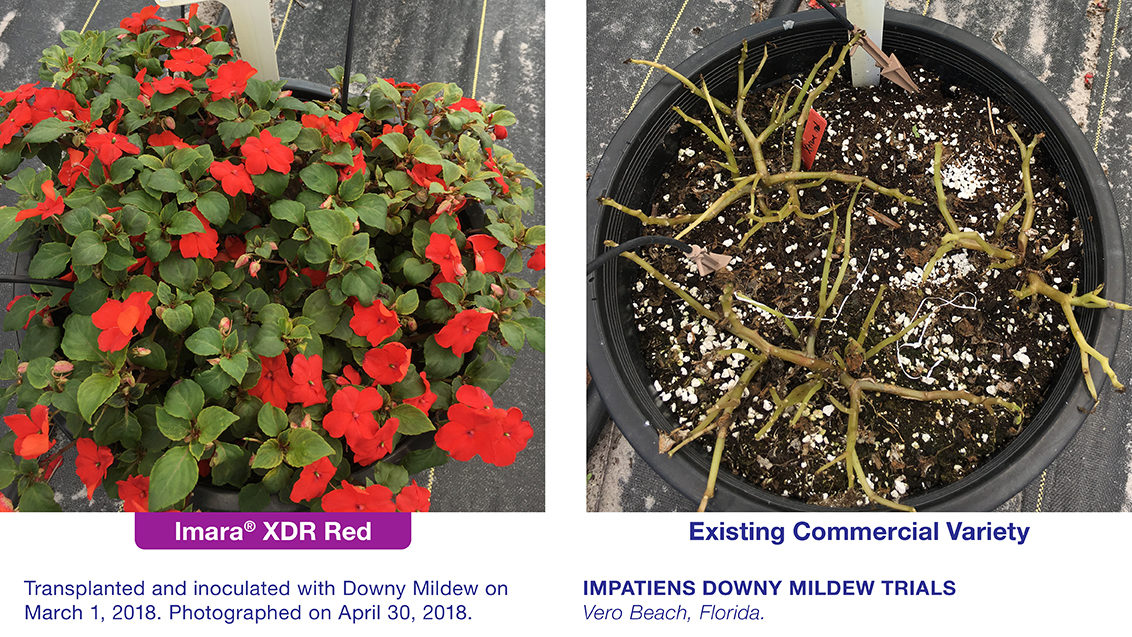 Comparison photo of Imara XDR Red versus Existing Competitor Red Variety at Vero Beach, Florida, 2018.
