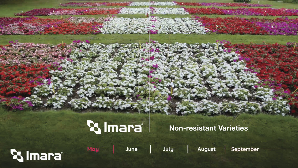 Imara XDR Varieties versus Non-resistant Varieties at Jealott's Hill, UK, May 2017