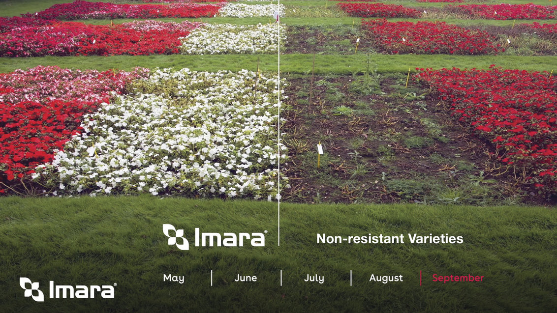 Imara XDR Varieties versus Non-resistant Varieties at Jealott's Hill, UK, September 2017