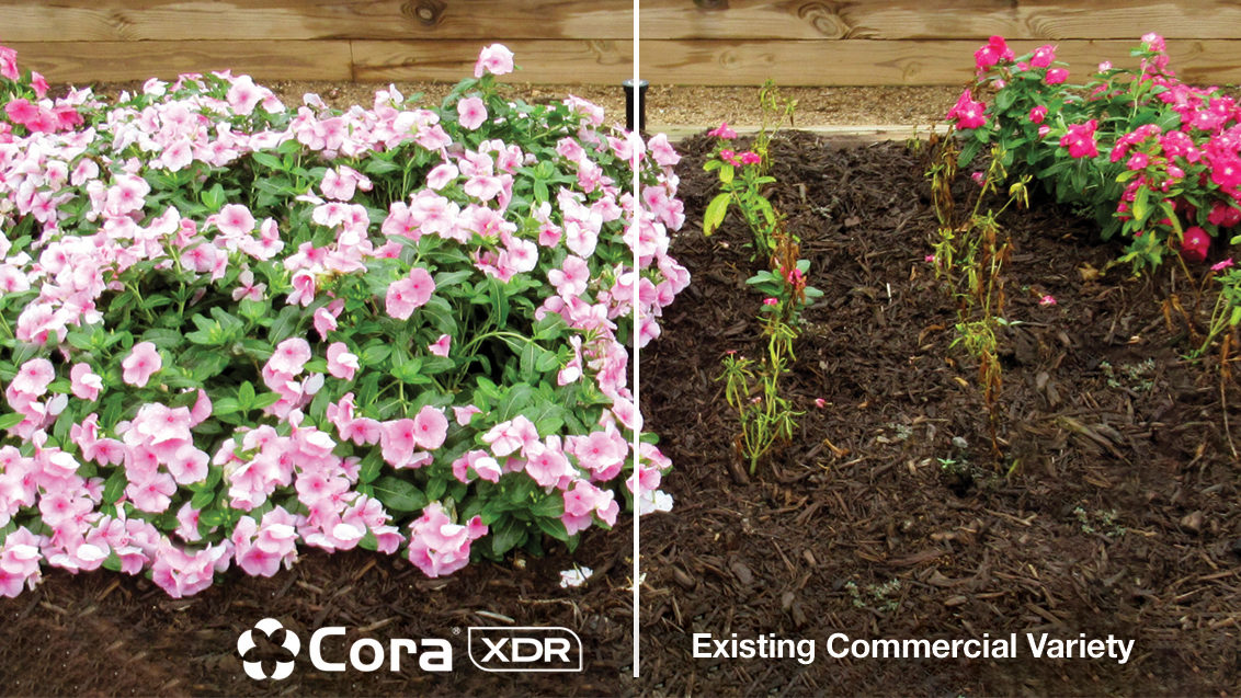 A Cora XDR garden comparison trial at Huntersville, North Carolina at July 2018