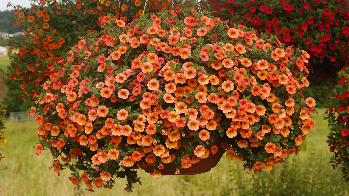 A mounding, calibrachoa Callie Orange in a hanging basket in an outdoor setting.