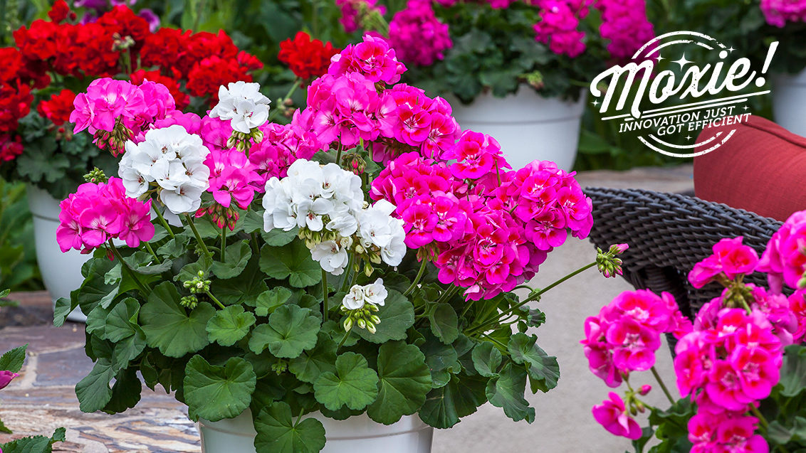 A combination of Moxie! Pink and White interspecific geranium flowers in a white decorative container in an outdoor garden patio setting.
