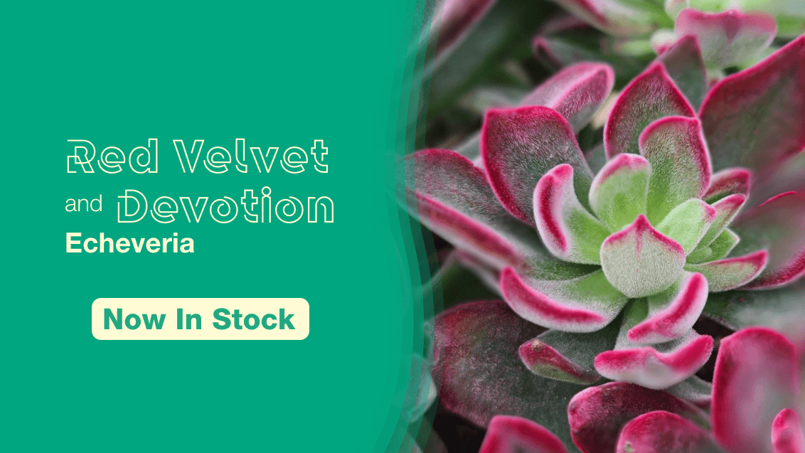 Both Red Velvet and Devotion Echeveria Now in Stock | Order Now, Before It's too Late