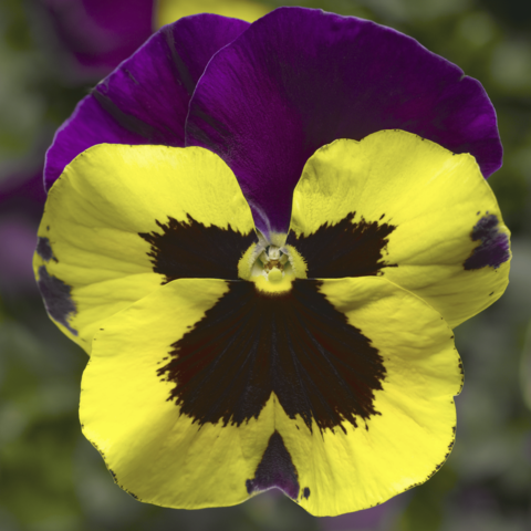 70058914-flower.png