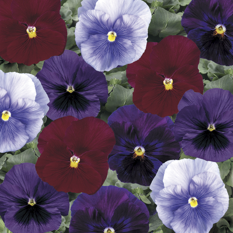 70021043-flower.png