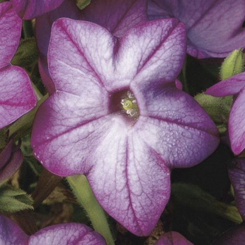 70019992-flower.jpg