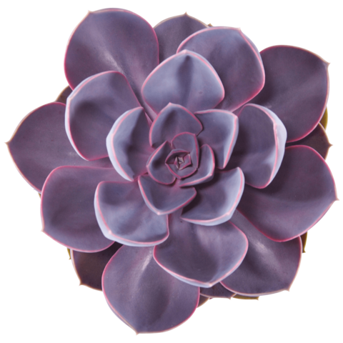 70118207-flower.png