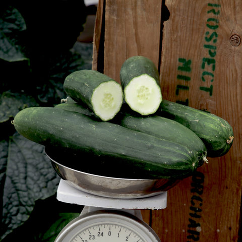 A sliced Peticue Cucumber sitting on top of three other Peticue cucumbers on top of a scale.
