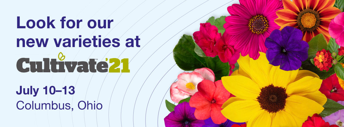 Register Now |Look for Syngenta Flowers' New Varieties at Cultivate'21 
