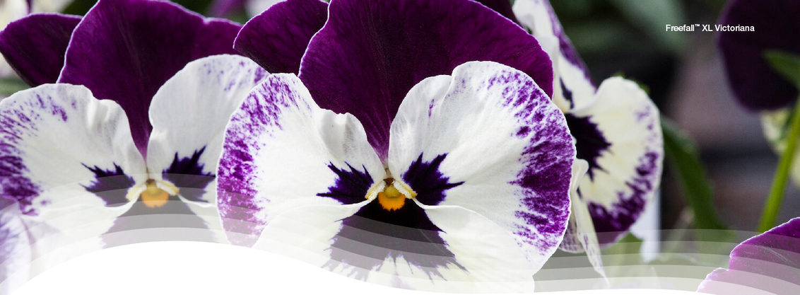 Pansy Banner