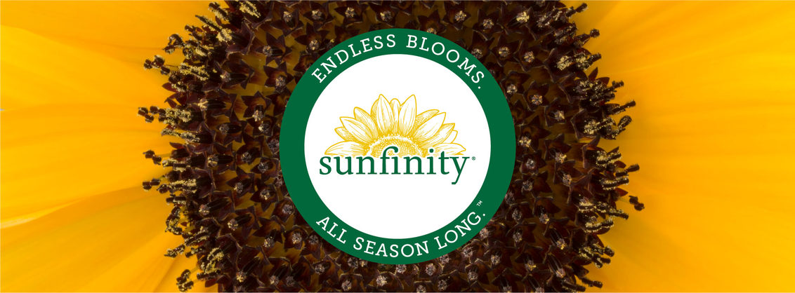Sunfinity Sunflower | Endless Blooms. All Season Long. 