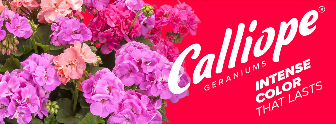 Calliope | Intense Color That Lasts