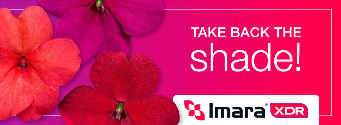 Imara XDR Impatiens | Take Back the Shade!