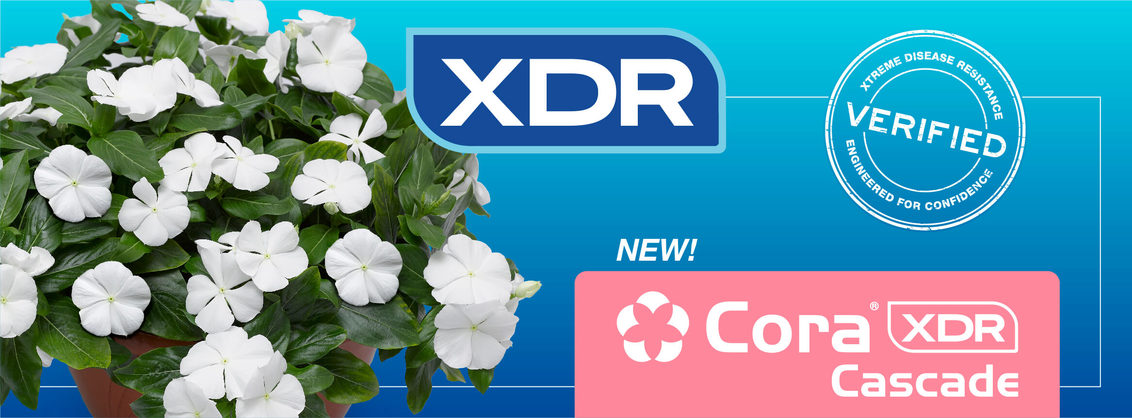 Cora Cascade Vinca series is now XDR | eXtreme Disease Resistance