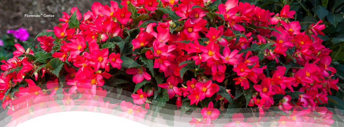 Florencio Begonia - Standout with Striking Color and Bold Foliage