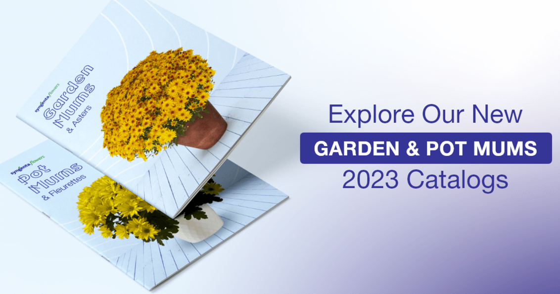 Explore Our New Garden & Pot Mums 2023 Catalogs