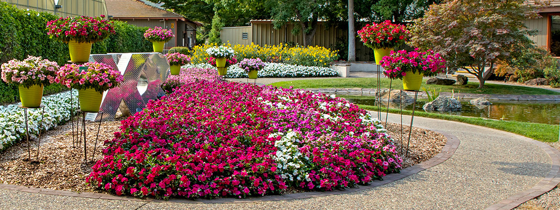 A scenic view of the Syngenta Flowers Gilroy location with seed vinca Cora XDR flowers in landscape and decorative containers.
