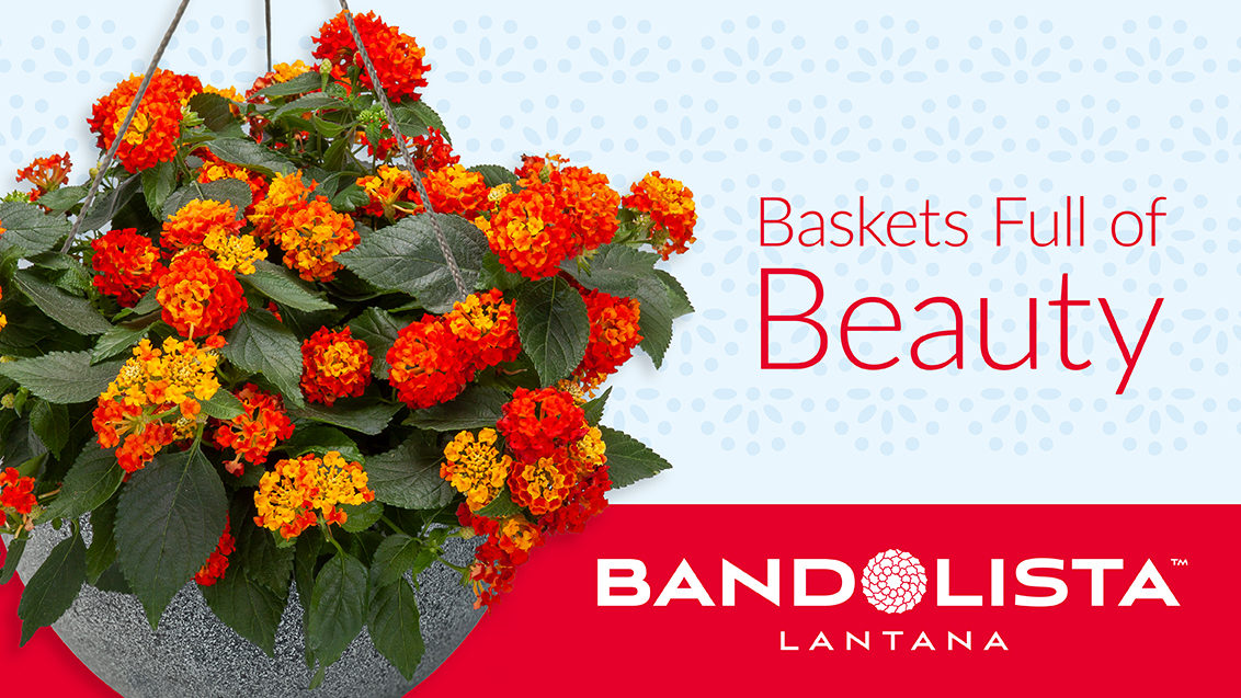 Bandolista Red Chili lantana in a decorative steel hanging basket against a patterned light blue background. Tagline Basket Full of Beauty and a reserved white logo of Bandolista are shown on the right side of the image.