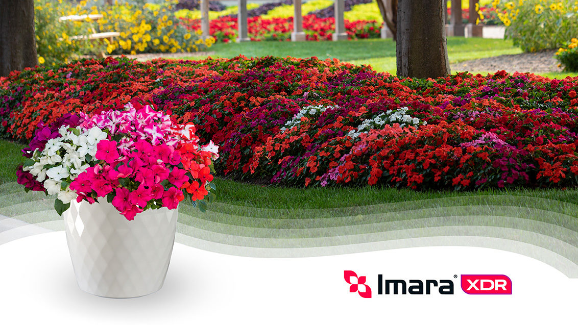 Impatiens Hot! and Tango Mix in the landscape and a cut out image of Imara XDR Mix in a decorative white container. A logo of Imara XDR is overlayed on the bottom right corner.