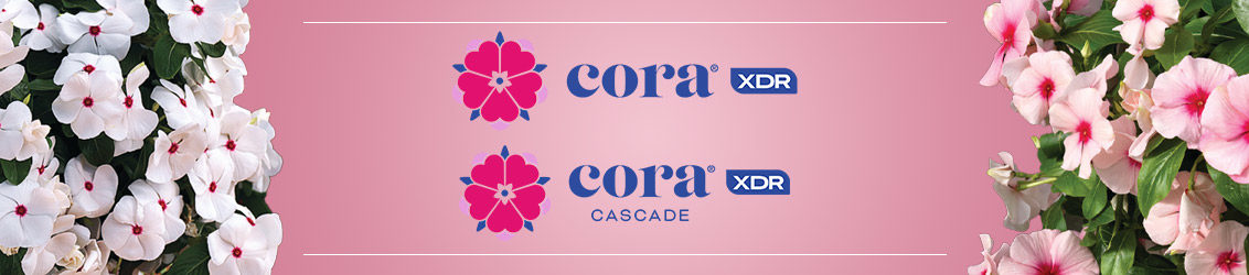 Cora XDR and Cora Cascade XDR