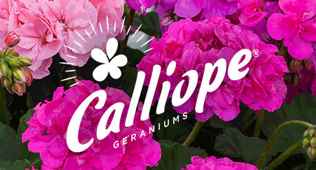 Power Brand: Calliope