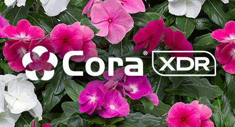 Power Brand:  Cora XDR Vinca