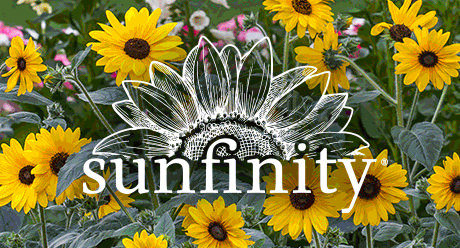 Power Brand: Sunfinity Sunflower