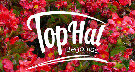 Power Brand: Tophat Begonia